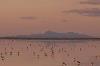 Free Screening of The Lake